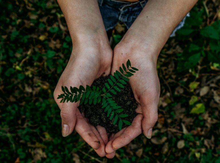 Hands holding tree seedling in soil